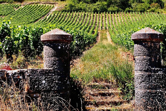 Chablis 20 Exquisite Wines Tasting Trip in Small-Group from Paris - Guided Tour and Tasting at Maison Régnard