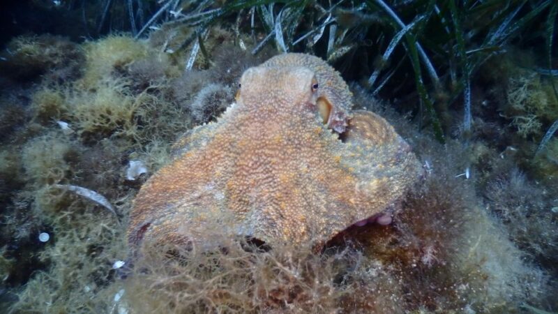 Chalkidiki: Scuba Diving for Beginners in Kassandra - What the Marine Environment Offers Beginners