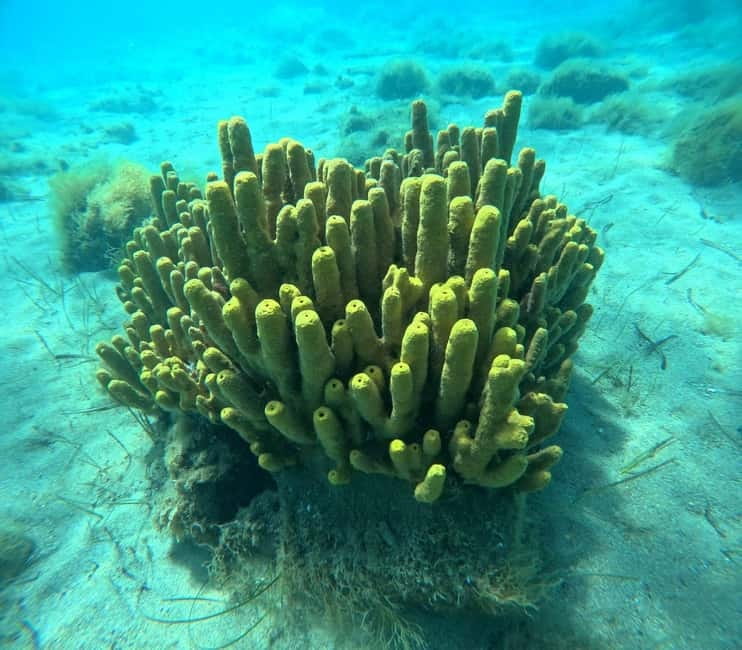 Chalkidiki: Snorkeling Adventure in Sithonia - Discover the Clear Waters of Sithonia with Guided Snorkeling