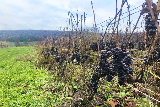 Champagne Area Small-Group Tour including a Top Champagne house & Family Winery - Departure and Transportation from Paris to Champagne