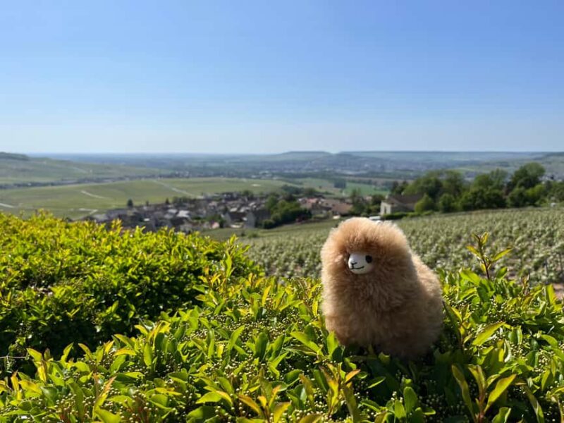 Champagne Private Day Trip: Epernay & Reims 9 glasses - Visiting a Family-Owned Champagne Producer with Breathtaking Views