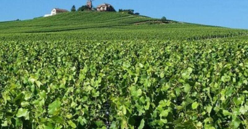 Champagne Region from Paris: Reims and Champagne Tasting - Discover the Champagne Region from Paris for a Full Day of Tasting and Sightseeing