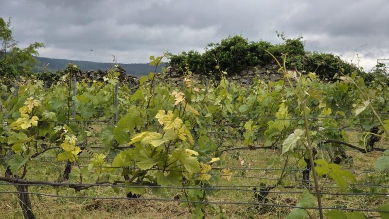 Champagne Vineyard Experience: Explore the terroir - A Focus on Biodiversity and Organic Practices