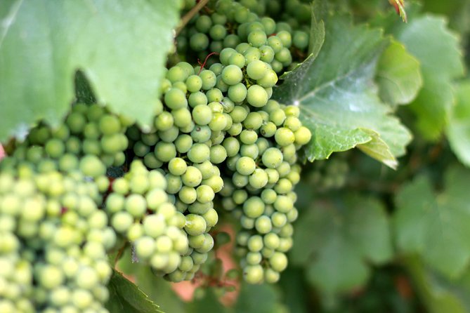 Champagne VIP Day Trip from Paris With Local PRIVATE Wine Expert Guide - Architectural and Cultural Highlights: Reims Cathedral