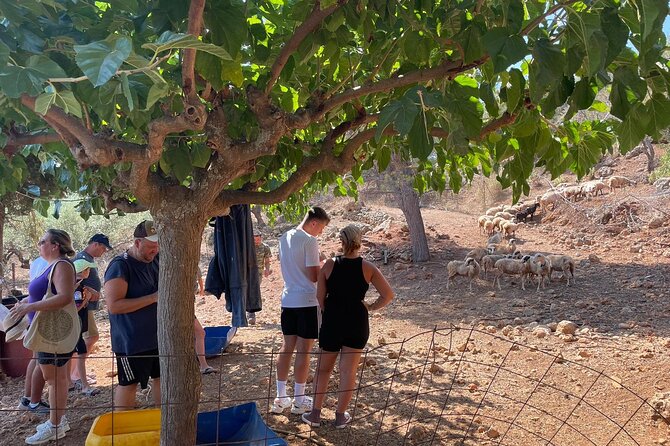 Chania Area: Cooking Class at a Farm in Stylos Village (organic) - The Cooking and Dining Experience