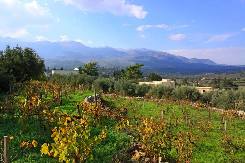 Chania: Cretan Wine, Olive Oil & Cooking Workshop - Cretan Cooking Class in a Family Cottage with Spectacular Views