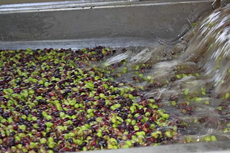 Chania: Cretan Wine, Olive Oil & Cooking Workshop - Final Thoughts: A Practical and Delicious Introduction to Crete