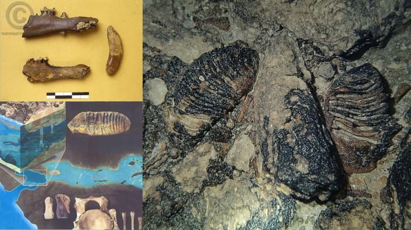 Chania: Diving Trips for Certified Divers - Discover Certified Diving Adventures with Omega Divers in Chania