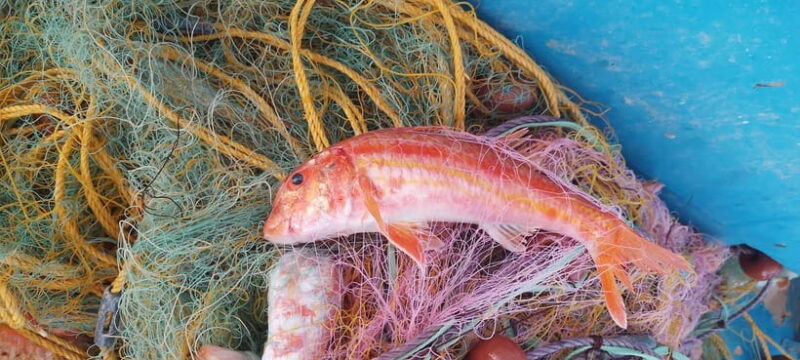 Chania Fishing with Nets: Catch&Cook with a Local Fisherman - Starting at Kalives Harbour with a Traditional Breakfast