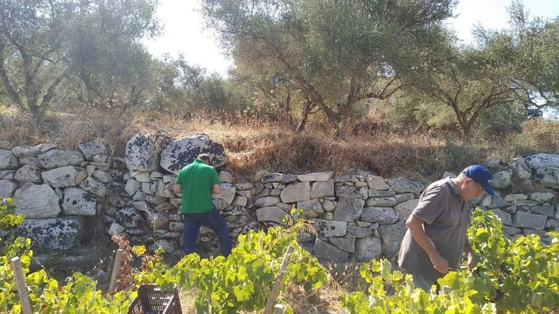 Chania: Full-Day Vineyard & Winery Private Tour w/ Tastings - Practical Details and Inclusivity