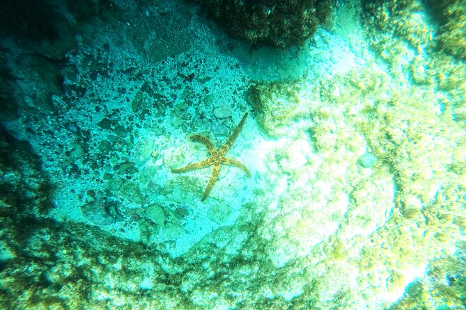 Chania Guided Snorkeling and Boat Excursion - Scenic Boat Rides and Marine Encounters