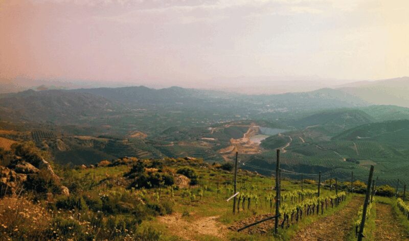 Chania Luxuries: Secrets of Wine and Olive Oil Tastings - Wine Tasting at Karavitakis Winery