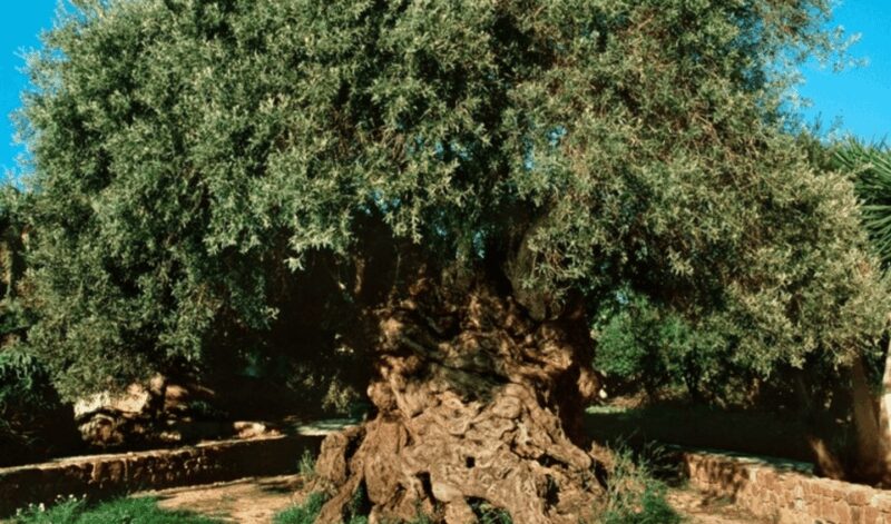 Chania Luxuries: Secrets of Wine and Olive Oil Tastings - Who Should Consider This Tour