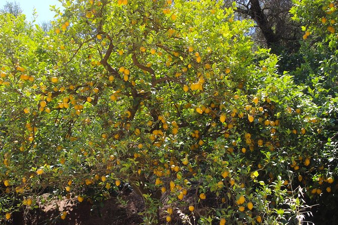 Chania Nature & Villages, White Mountains & Unique Cretan Lunch - Personalized Experience and Expert Guidance