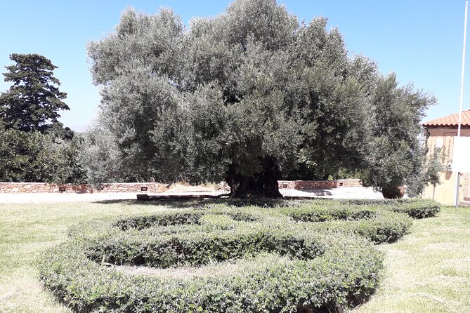 Chania Old Town - Millennial Olive Tree - Olive Oil Mill - Comfort and Convenience on the Tour
