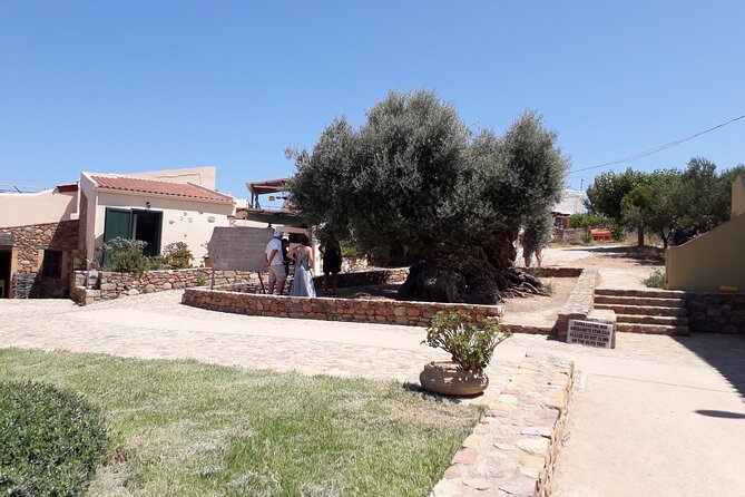 Chania Old Town - Millennial Olive Tree - Olive Oil Mill - Expert Guidance and Educational Focus