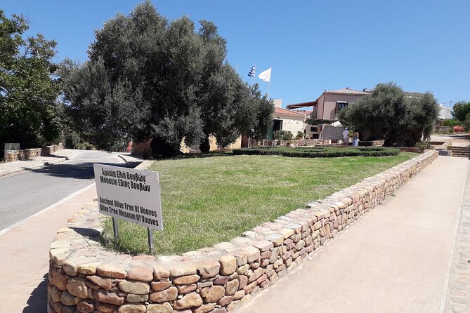 Chania Old Town - Millennial Olive Tree - Olive Oil Mill - Final Thoughts on the Chania Olive Oil and Old Town Tour