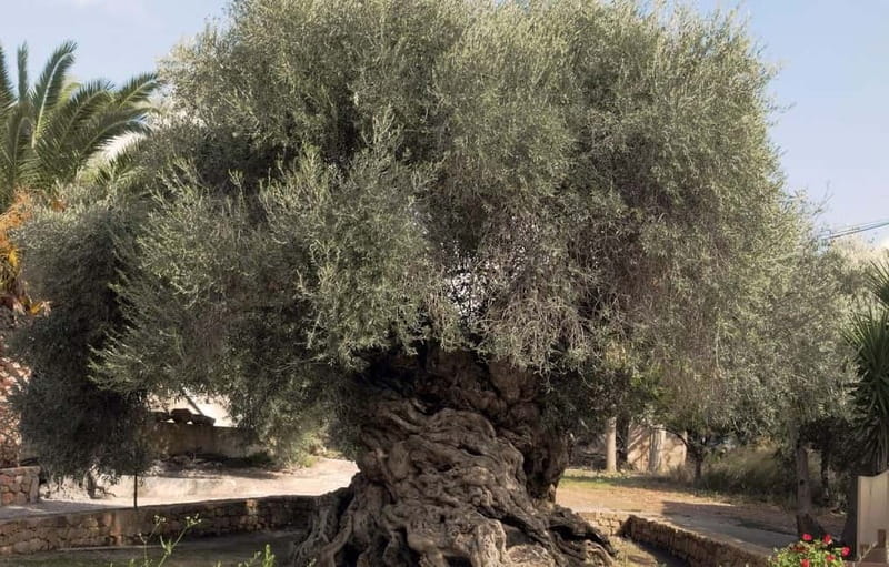 Chania: Olive Harvest Day Trip with Guide & Transport - What to Bring and Considerations