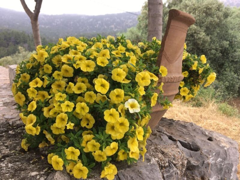 Chania Pink Sand Beaches Private Tour: Elafonisi & Falasarna - Explore Crete’s Most Beautiful Pink Sand Beaches on a Private Tour from Chania