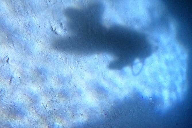 Chania Scuba Diving 2 Shore Dives(Receive Certification) - The Second Dive: Further Skills and Marine Discovery