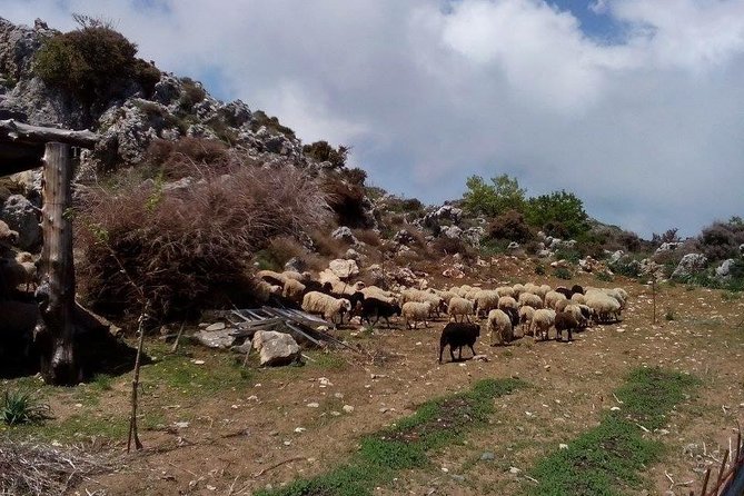 Chania Shore Excursion to the White Mountains - Authentic Cretan Lunch and Refreshments