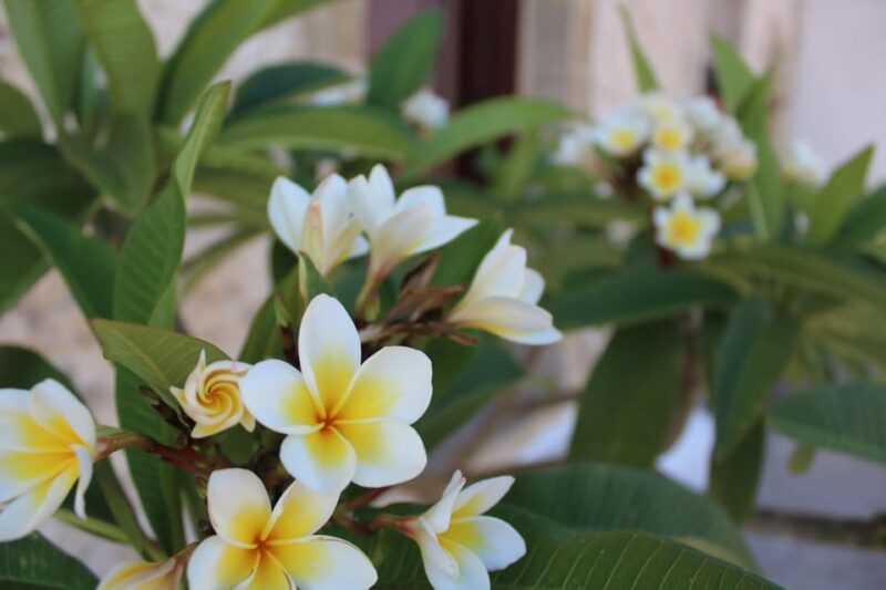 Chania: Traditional Villages & Aptera Site Private Tour - The Drive to a Breathtaking Viewpoint