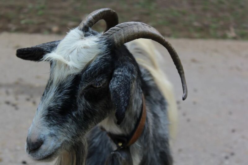 Chania Villages Private Tour: Explore the Authentic Crete! - Culinary Delights and Local Souvenirs