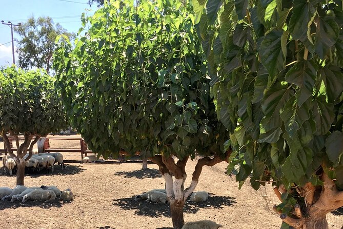 Chania White Mountains Private Tour: From Sea to Summit! - Visiting the Iconic Samaria Gorge Entrance