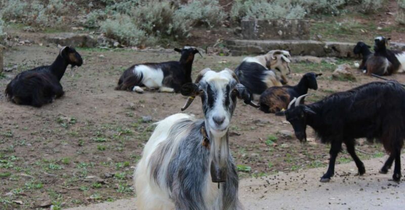 Chania White Mountains Private Tour: From Sea to Summit - Starting at Sea Level in Chania Neighborhoods