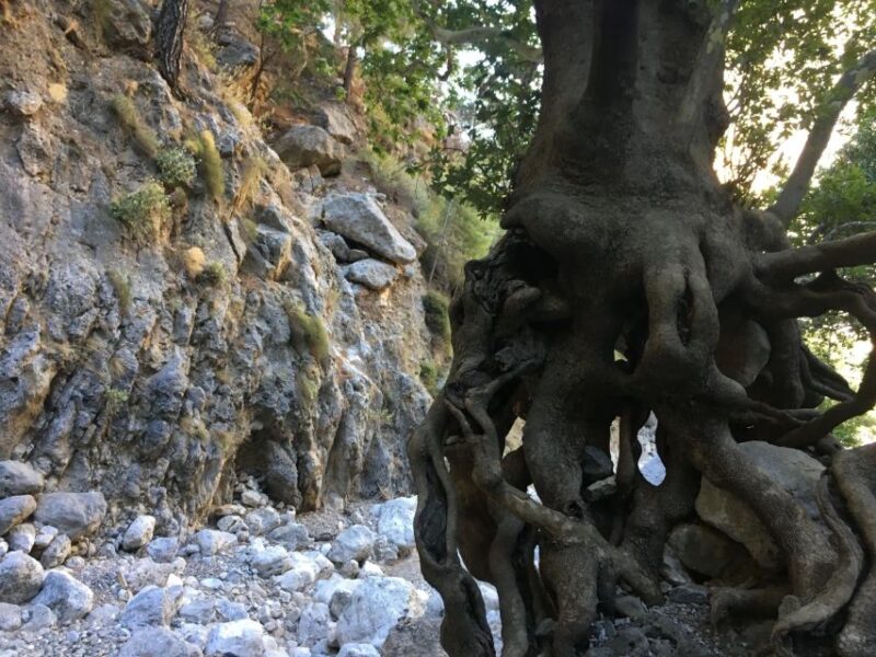 Chania White Mountains Private Tour: From Sea to Summit - Ascending to the Mountain Villages of Omalos