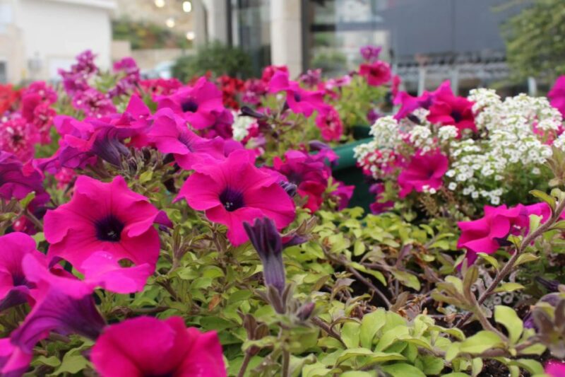 Chania White Mountains Private Tour: From Sea to Summit - Climbing the Peaks with Expert Guidance