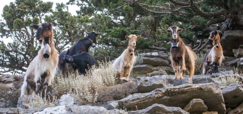 Chania: White Mountains Safari Tour with Lunch and Tastings - Final Thoughts on the White Mountains Safari Tour