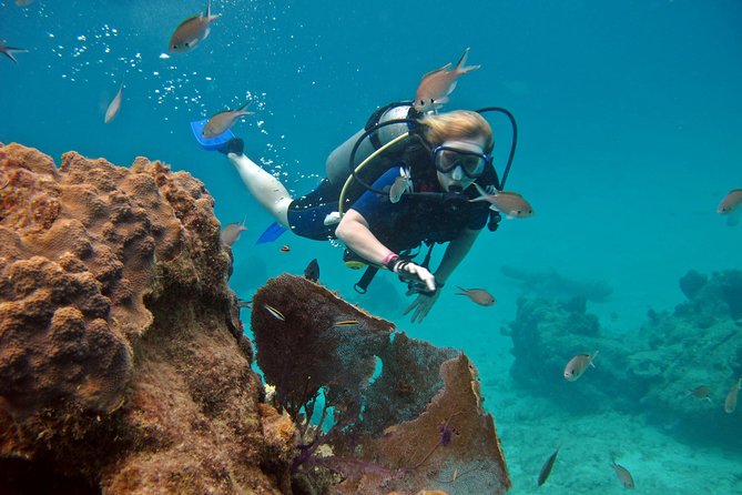 Chankanaab Cozumel Scuba Diving - Experience Quality and Review Highlights