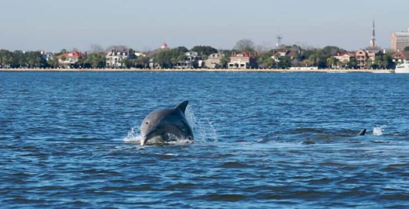 Charleston: Daytime or Sunset Historic Harbor Cruise - Explore Charleston’s Harbor on a 1.5-Hour Historic Cruise