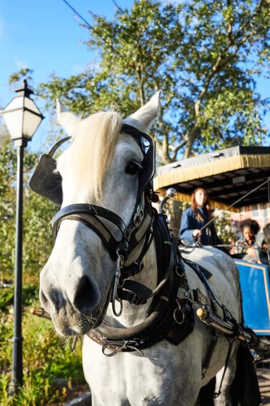 Charleston: Downtown Horse-Drawn Carriage Tour - The Sum Up: A Classic Charleston Experience