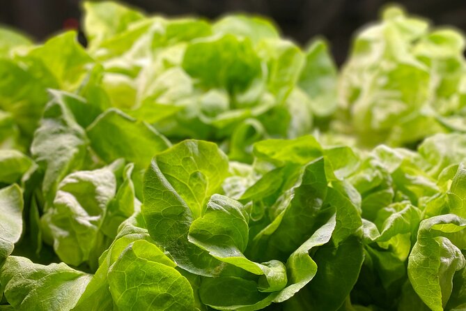 Charleston Farm-to-Table Food Tour and Chef's Challenge - The Chefs Multi-Course Farm-to-Table Brunch