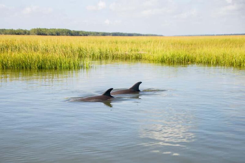 Charleston/Folly Beach: Sandbars & Swimming (BYOB) - Additional Trip Options from Tideline Tours