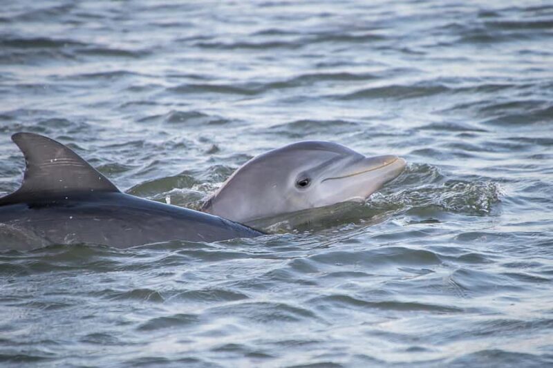 Charleston/Folly Beach: Sandbars & Swimming (BYOB) - The Value of a Private, Eco-Friendly Water Adventure