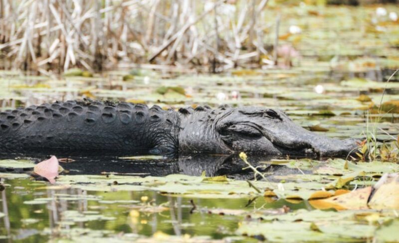 Charleston: Historic City Tour & Magnolia Plantation Combo - Charleston’s Architectural and Cultural Highlights