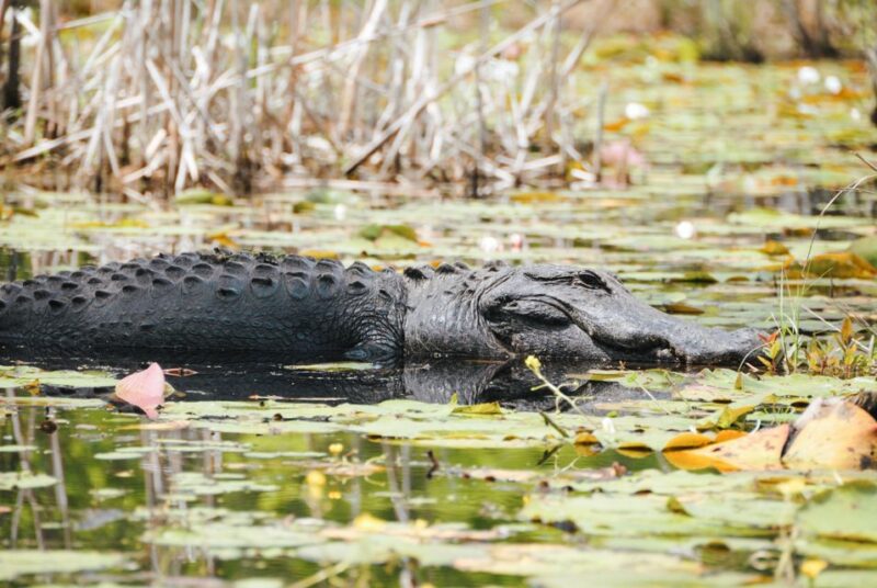Charleston: Magnolia Plantation Entry & Tour with Transport - Important Locations on the Property: Drayton Home and African American Cabin