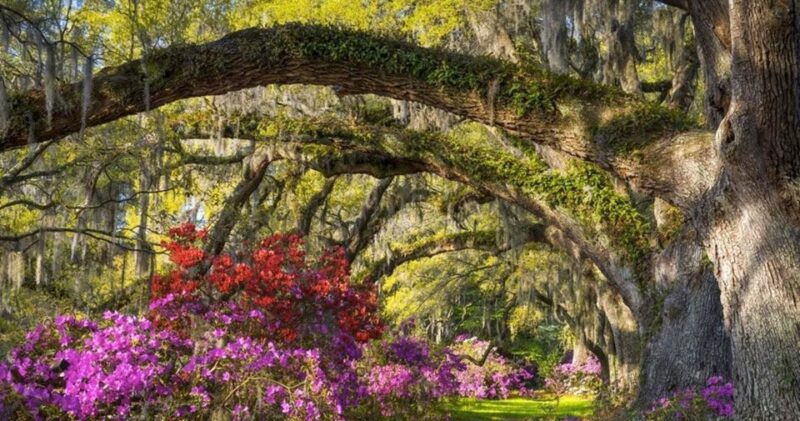 Charleston: Magnolia Plantation Entry & Tour with Transport - Additional Features: Petting Zoo, Lectures, and Gift Shop