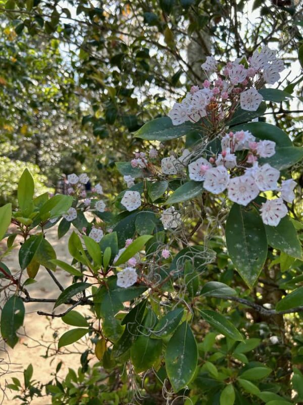 Charleston: Middleton Place Guided Tour with Lunch - Why Choose This Tour for Your Charleston Visit