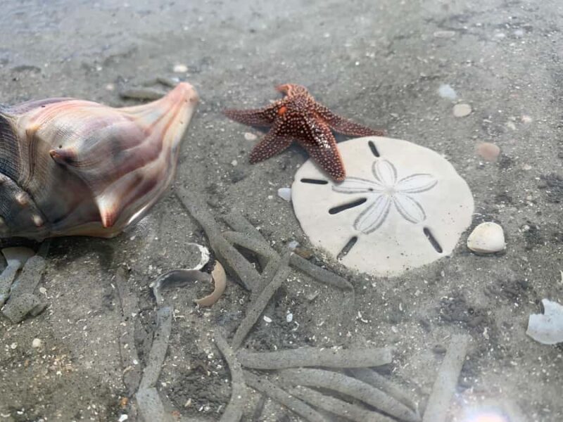 Charleston: Private Shark-tooth hunt and Lighthouse Viewing - Key Points