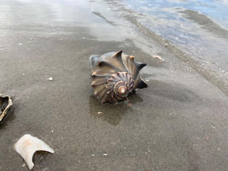 Charleston: Private Shark-tooth hunt and Lighthouse Viewing - Practical Tips for a Smooth Trip