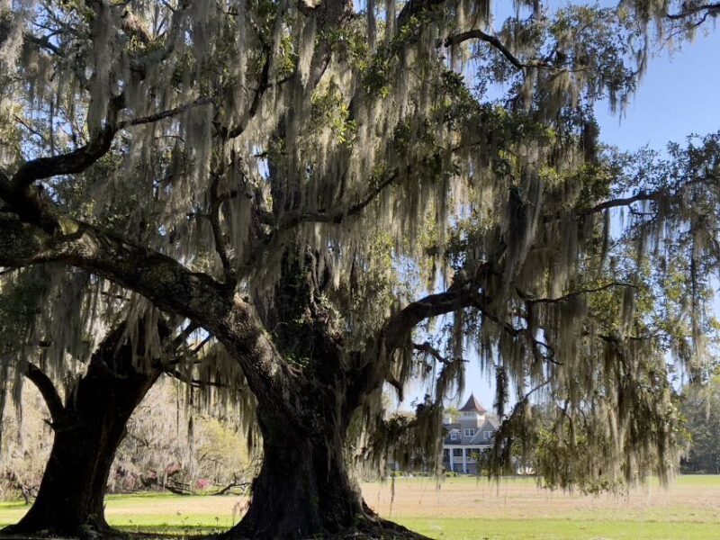Charleston: The Complete Lowcountry Tour. Get Out of Town! - The Beauty of Magnolia Plantation Gardens