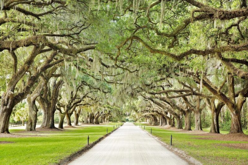 Charleston: Tour Pass with 40+ Attractions - Exploring Charleston’s Plantations and Historic Homes