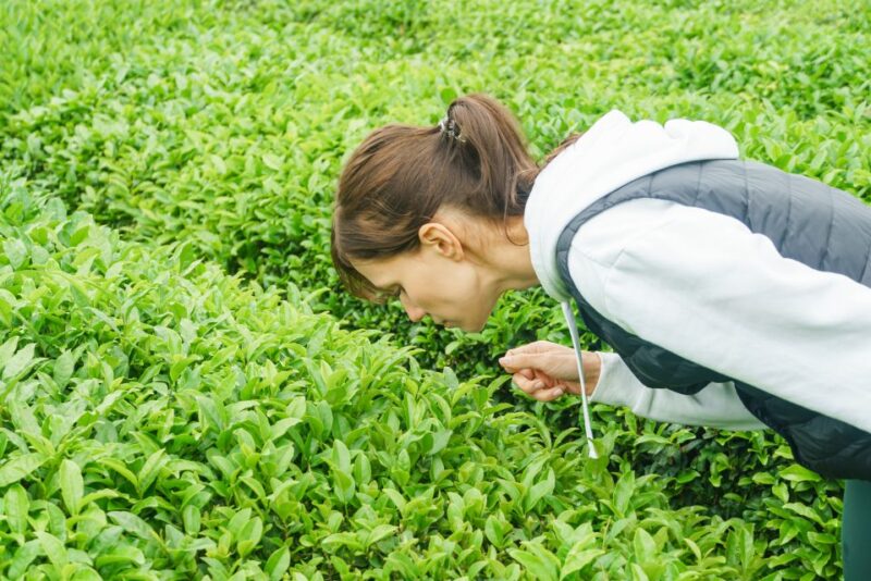 Charleston: Wadmalaw Island Wine Tasting and Tea Garden Trip - Who Will Enjoy This Tour Most?