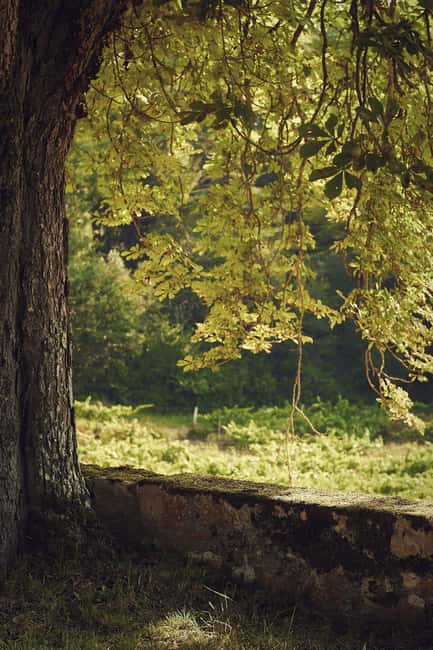 Château Arton Guided Tour and Armagnac Tasting - Practical Tips for the Tour