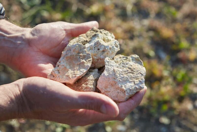 Château Arton Guided Tour and Armagnac Tasting - The Natural Production Philosophy