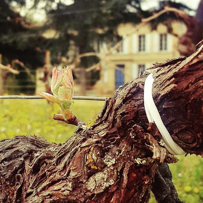 Château Cantelaube: tour and tasting at an unusual wine estate - Tasting a Range of Authentic and Surprising Wines